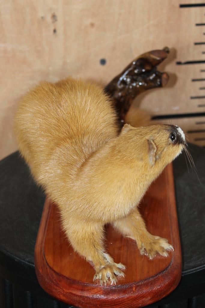 Life-sized SIBERIAN WEASEL or "Kolinsky" on a Wood Plaque Base - 4