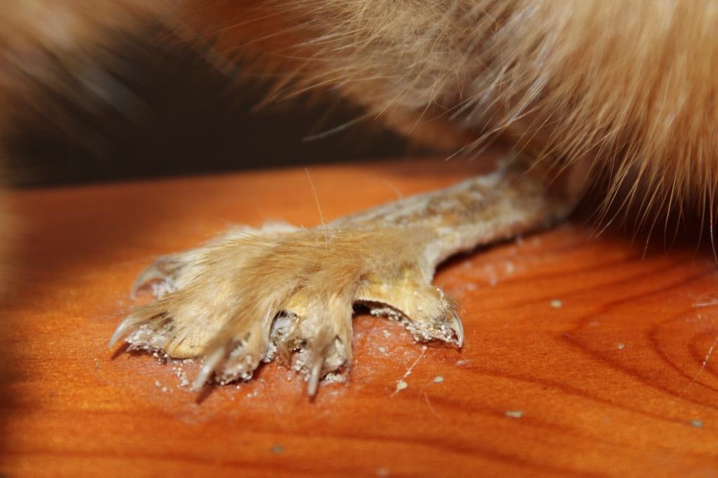 Life-sized SIBERIAN WEASEL or "Kolinsky" on a Wood Plaque Base - 5