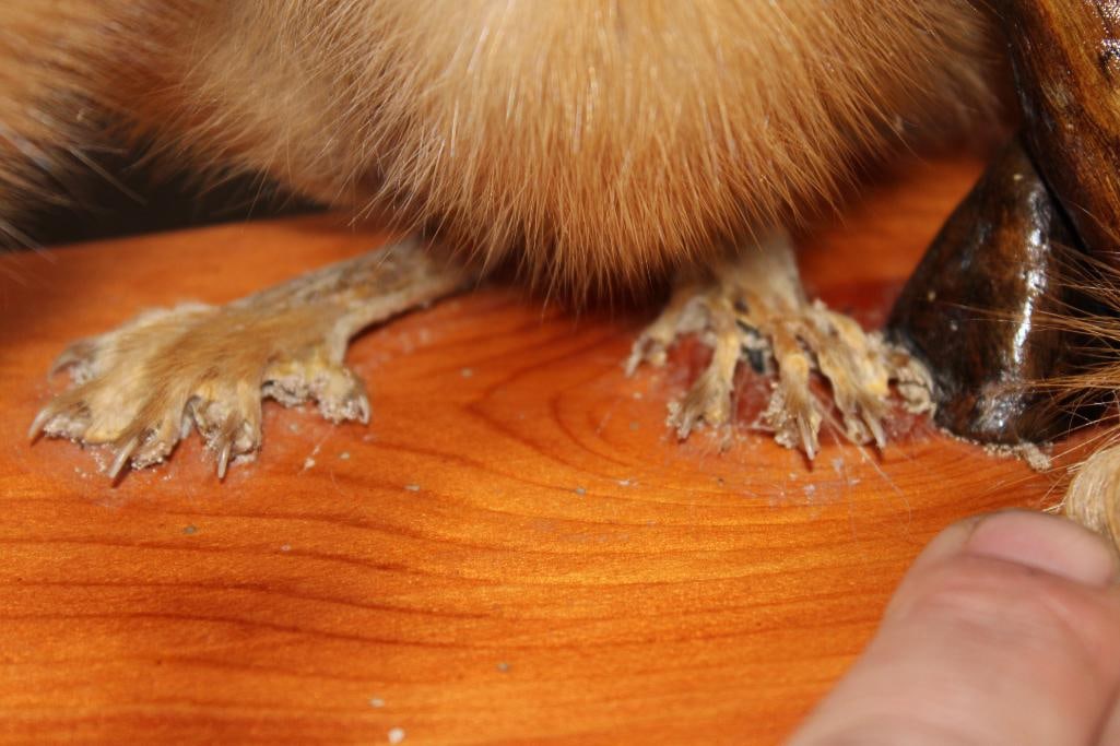 Life-sized SIBERIAN WEASEL or "Kolinsky" on a Wood Plaque Base - 6