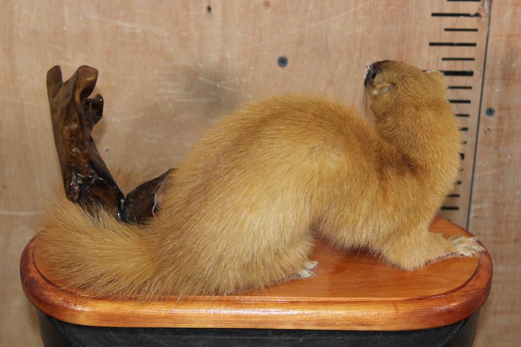 Life-sized SIBERIAN WEASEL or "Kolinsky" on a Wood Plaque Base - 7