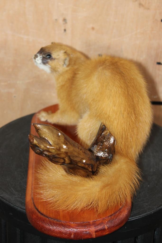 Life-sized SIBERIAN WEASEL or "Kolinsky" on a Wood Plaque Base - 8