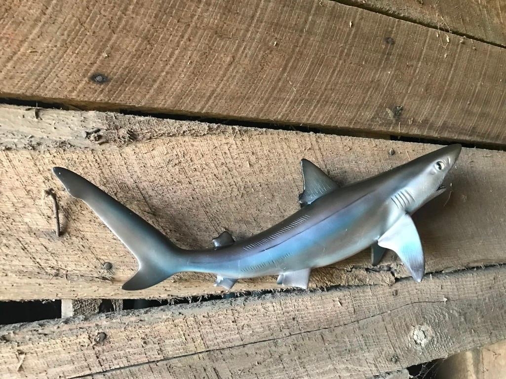 Reproduction SAND SHARK Fish Mount - 4