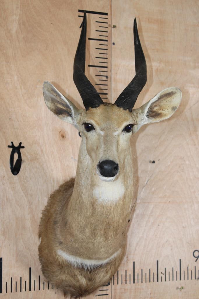 BUSHBUCK Shoulder Mount: Older BUSHBUCK Shoulder Mount in Good Condition. TAXIDERMY 