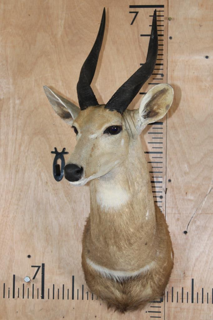 BUSHBUCK Shoulder Mount - 2