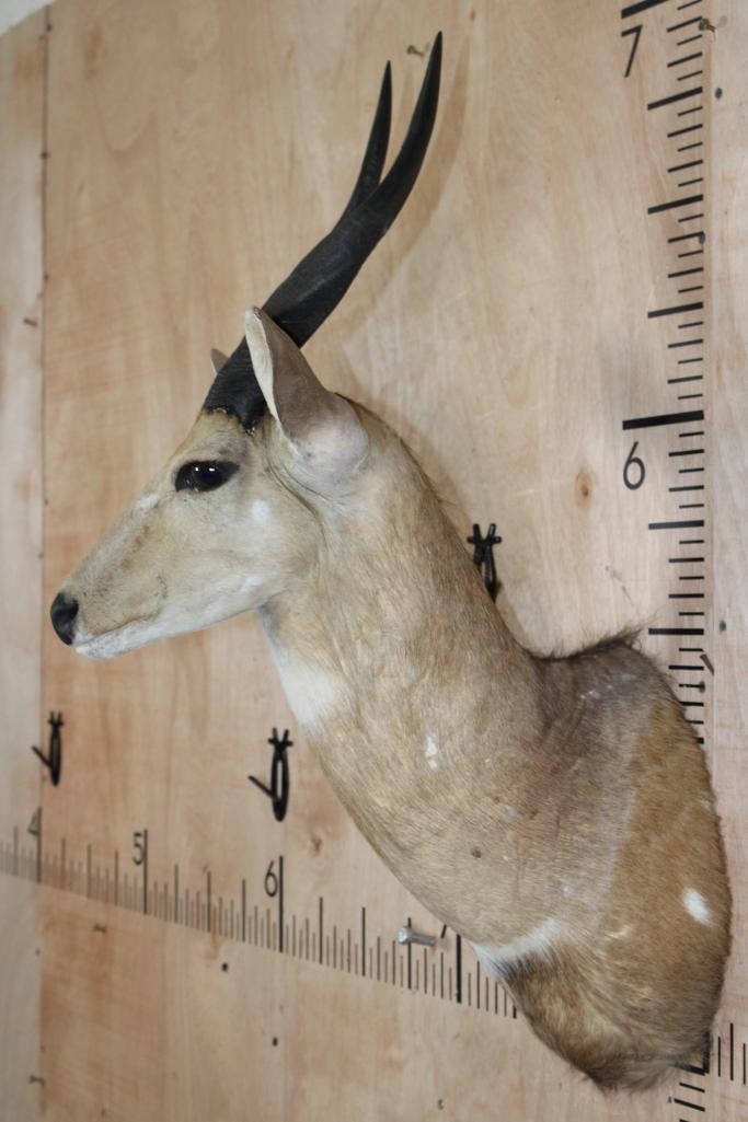 BUSHBUCK Shoulder Mount - 3