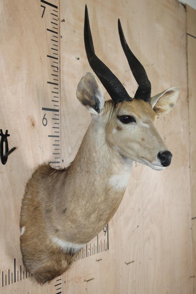 BUSHBUCK Shoulder Mount - 4