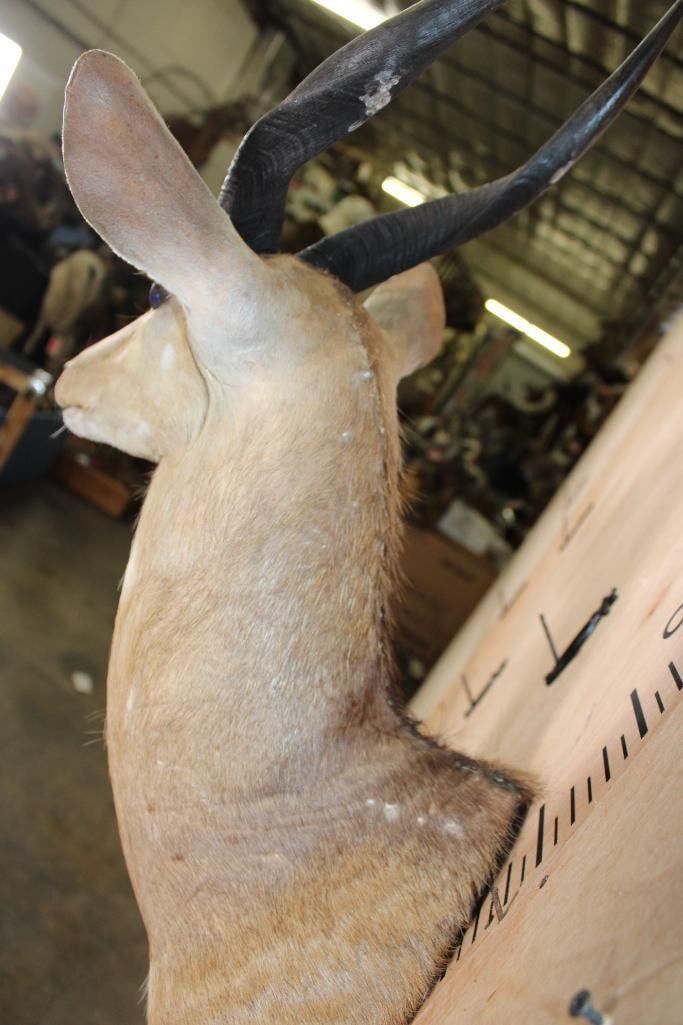 BUSHBUCK Shoulder Mount - 5