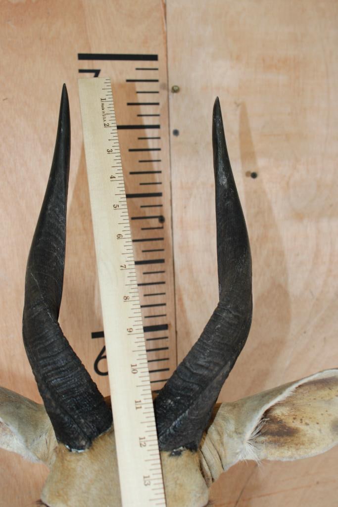 BUSHBUCK Shoulder Mount - 6