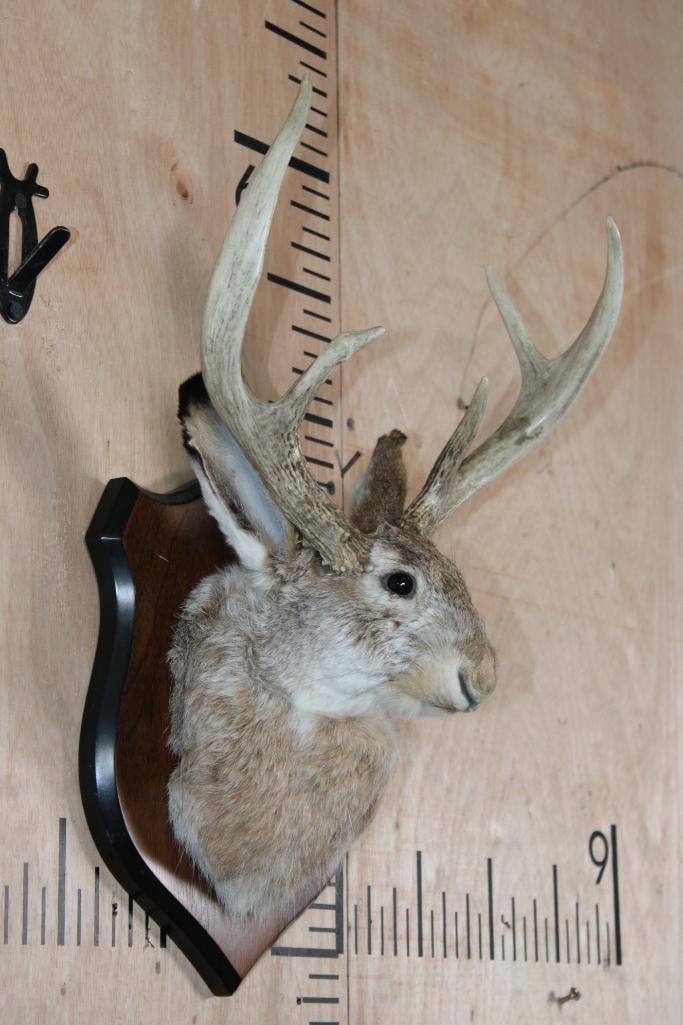 5-Point JACKALOPE Shoulder Mount on a Wood Plaque - 2