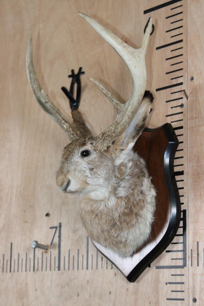 5-Point JACKALOPE Shoulder Mount on a Wood Plaque - 3