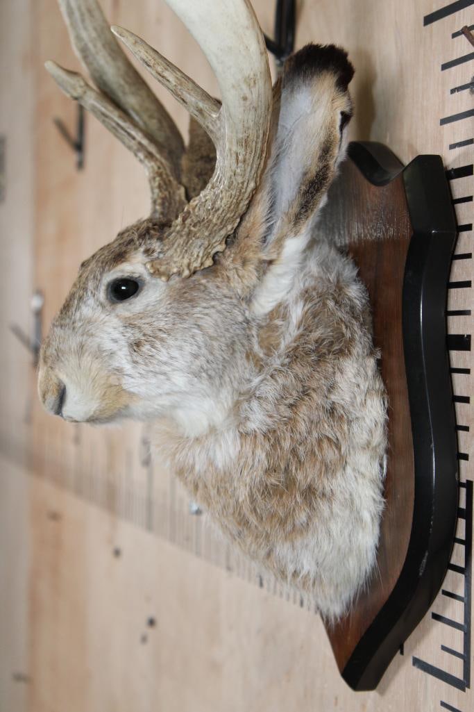 5-Point JACKALOPE Shoulder Mount on a Wood Plaque - 4