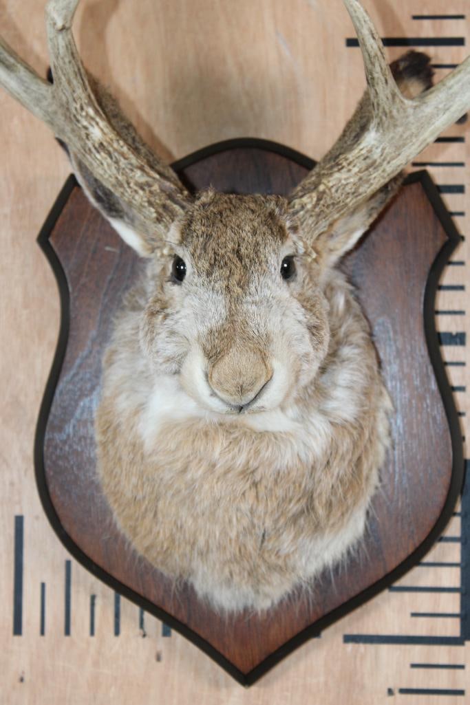 5-Point JACKALOPE Shoulder Mount on a Wood Plaque - 5