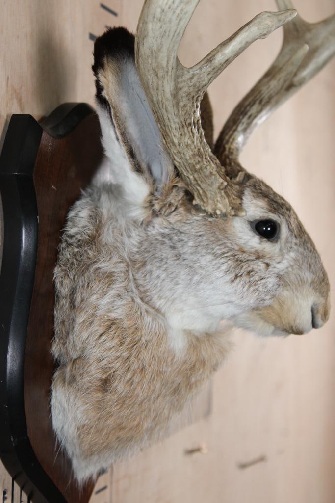 5-Point JACKALOPE Shoulder Mount on a Wood Plaque - 6