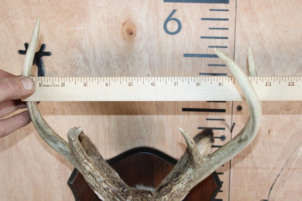 5-Point JACKALOPE Shoulder Mount on a Wood Plaque - 7