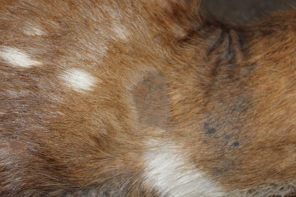 Life-sized BUSHBUCK "Dead" Mount - 10