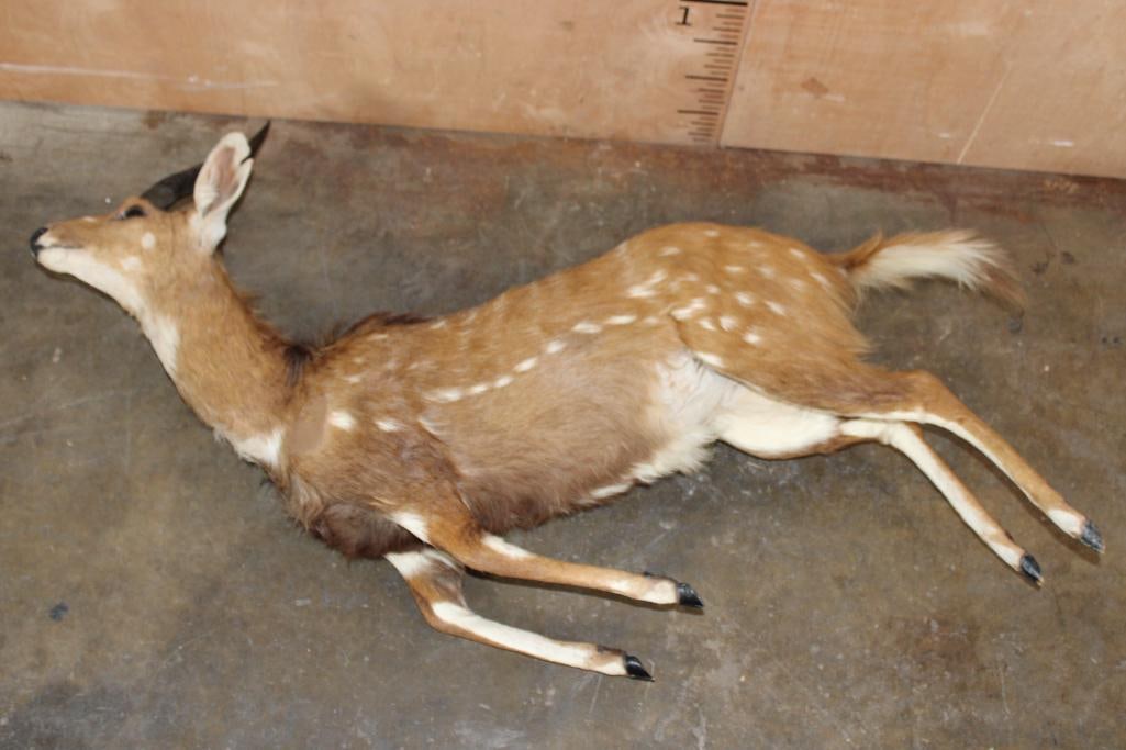 Life-sized BUSHBUCK "Dead" Mount: Life-sized BUSHBUCK "Dead" Mount. It measures 52" Long x 27" Wide x 12" Tall (on its side). Both ears have previous glue repairs, it has paint touch ups and minor hide rubs. TAXIDERMY 