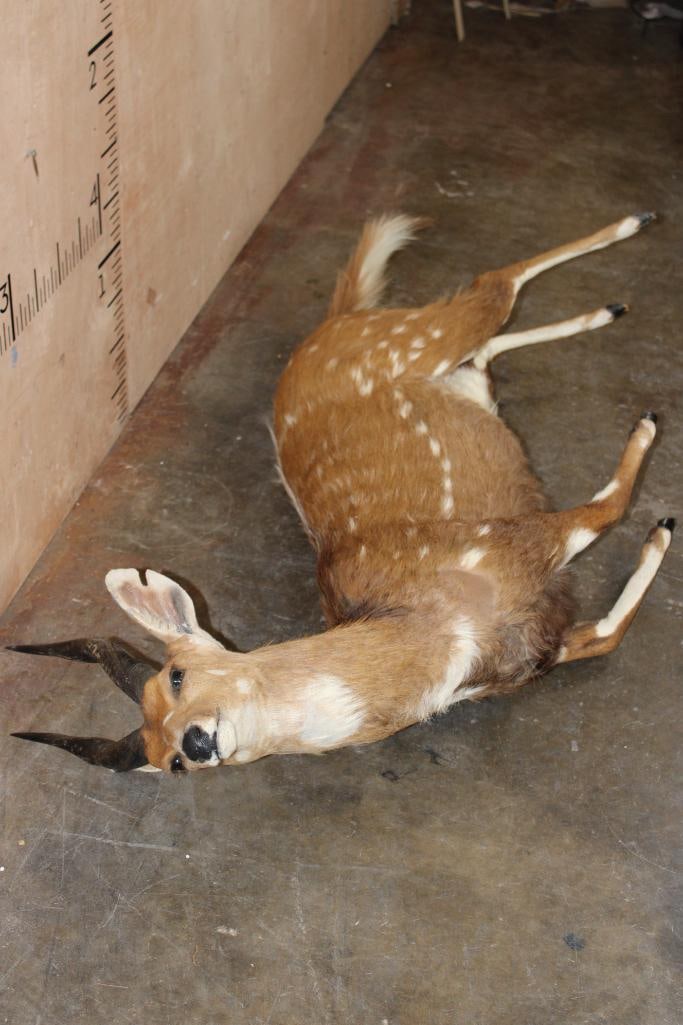 Life-sized BUSHBUCK "Dead" Mount - 2