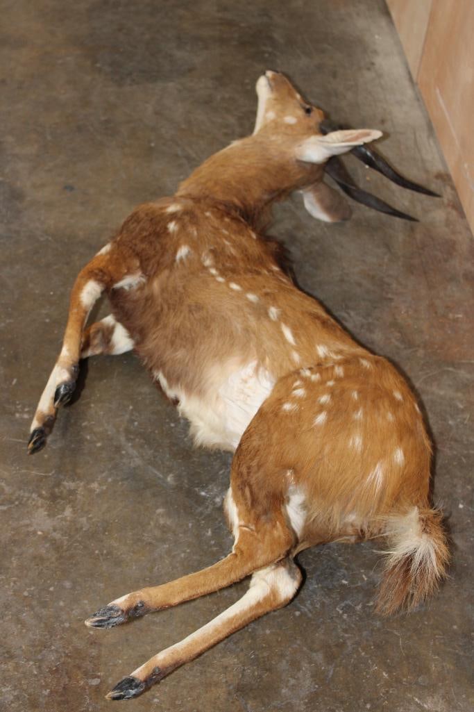 Life-sized BUSHBUCK "Dead" Mount - 3