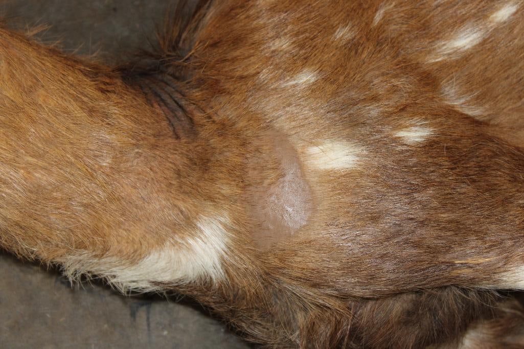 Life-sized BUSHBUCK "Dead" Mount - 4