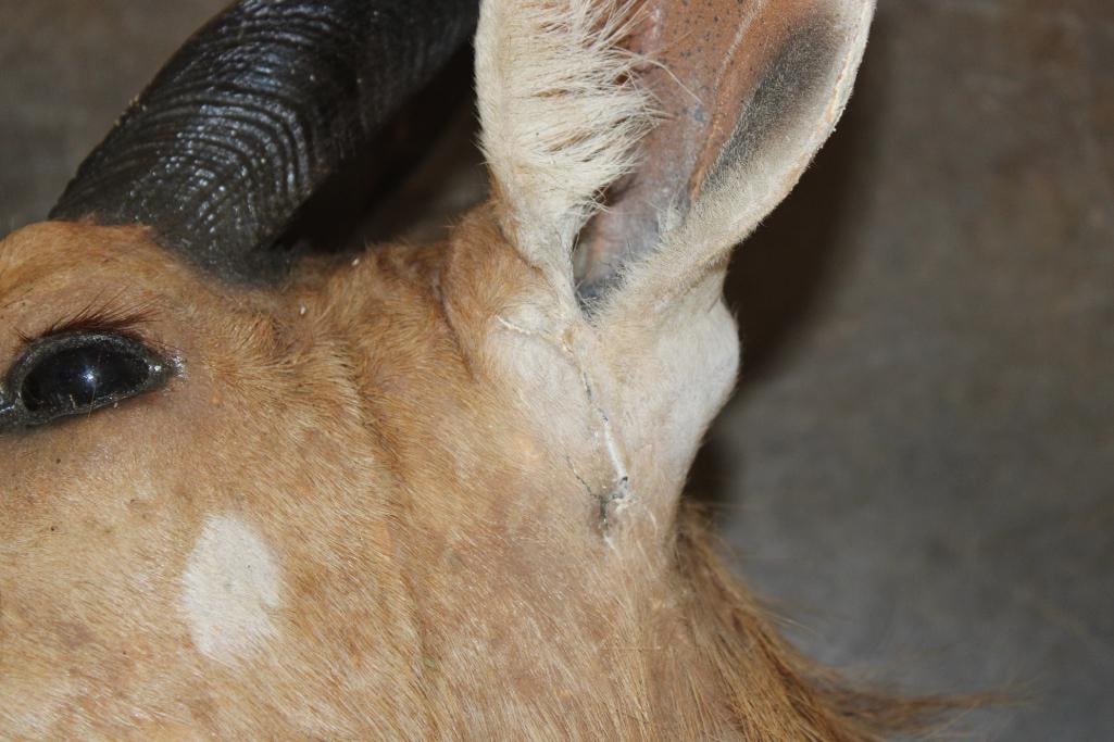 Life-sized BUSHBUCK "Dead" Mount - 5