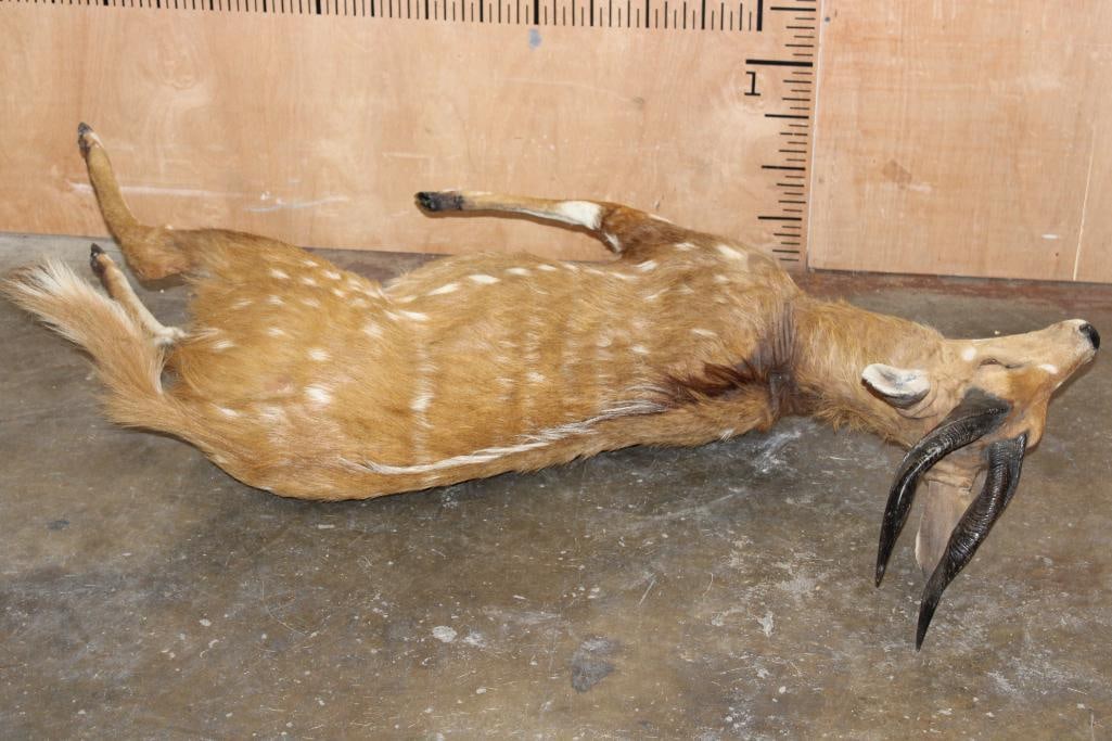Life-sized BUSHBUCK "Dead" Mount - 6