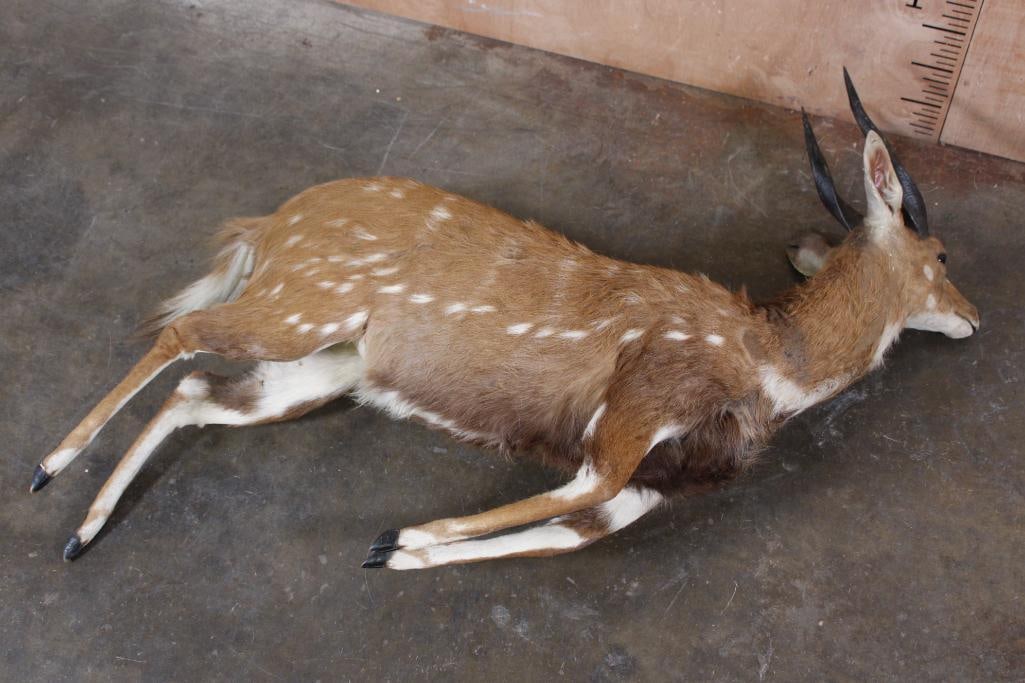 Life-sized BUSHBUCK "Dead" Mount - 7