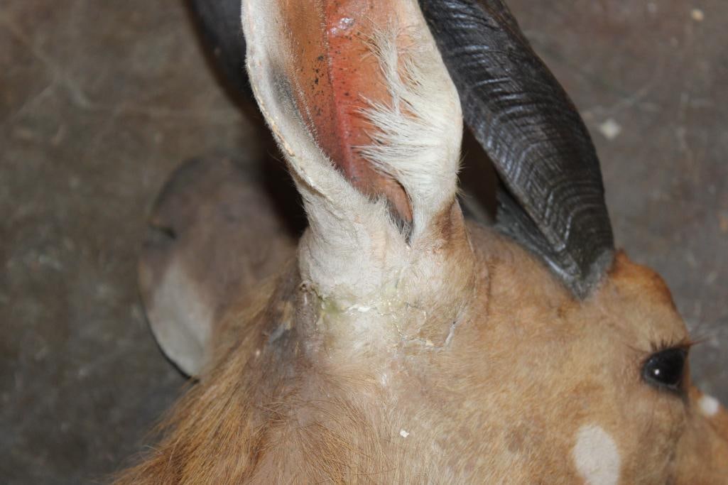 Life-sized BUSHBUCK "Dead" Mount - 8