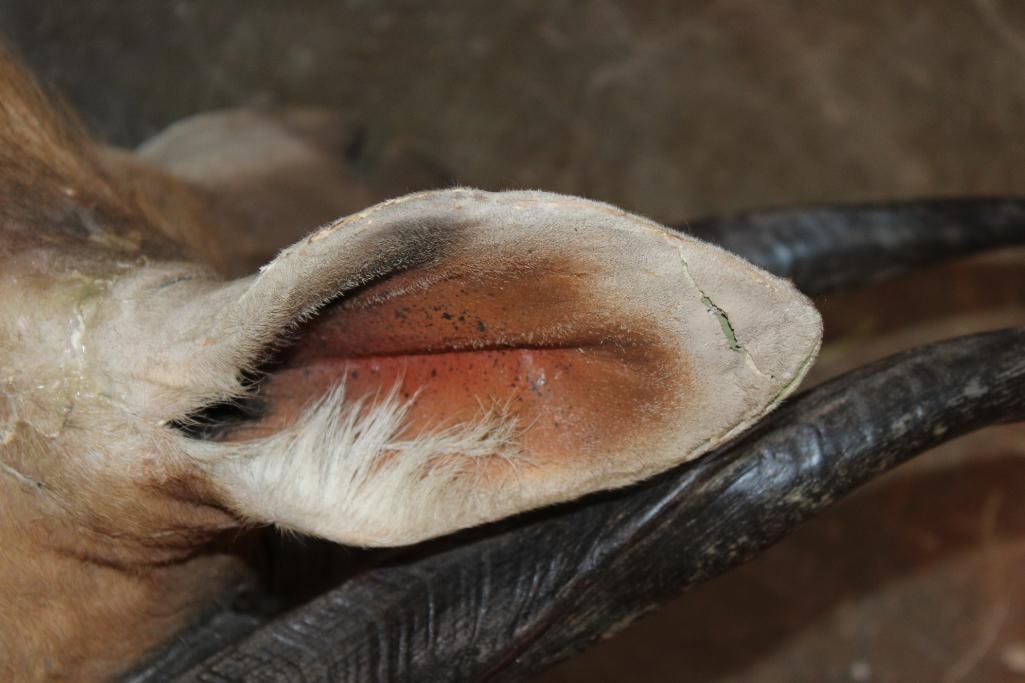 Life-sized BUSHBUCK "Dead" Mount - 9