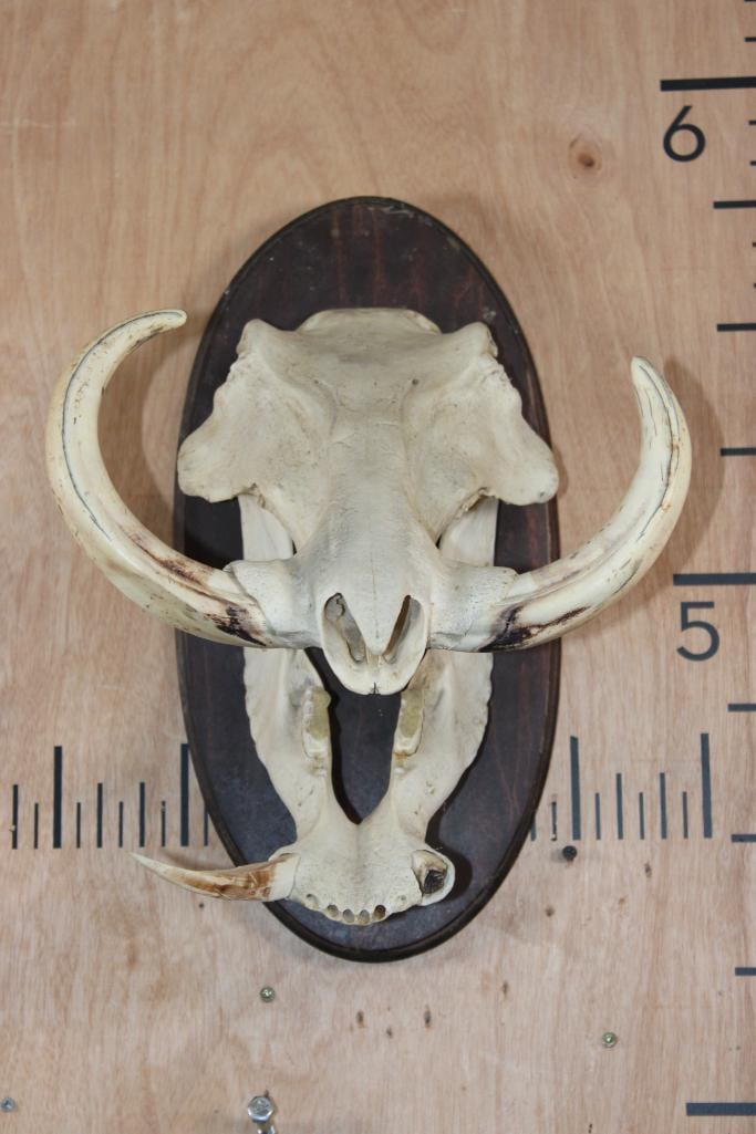 WARTHOG Skull on a Wooden Plaque: WARTHOG Skull on a Wooden Plaque. TAXIDERMY SKULLS 