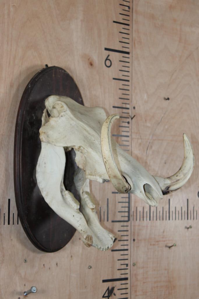 WARTHOG Skull on a Wooden Plaque - 2