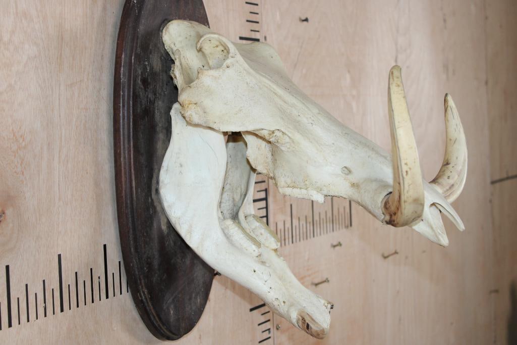 WARTHOG Skull on a Wooden Plaque - 5