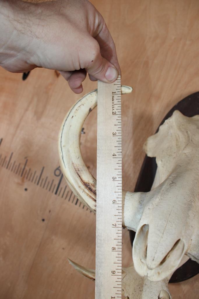 WARTHOG Skull on a Wooden Plaque - 6