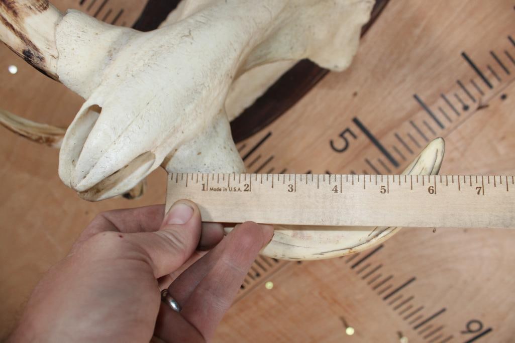 WARTHOG Skull on a Wooden Plaque - 7