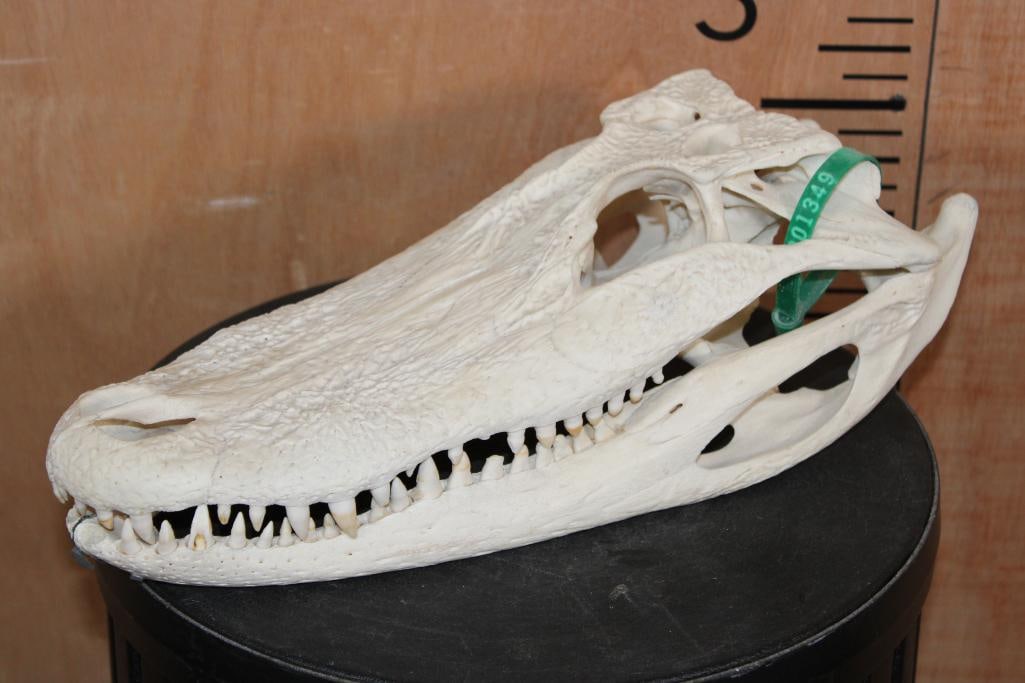 ALLIGATOR Skull with No Glue - 2