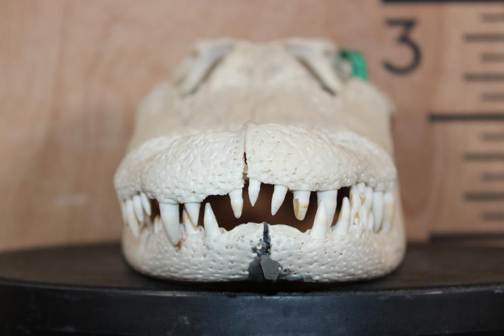 ALLIGATOR Skull with No Glue - 4