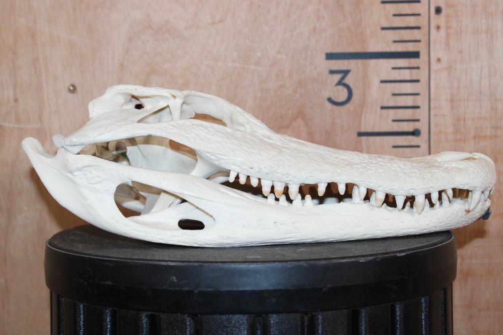ALLIGATOR Skull with No Glue - 5