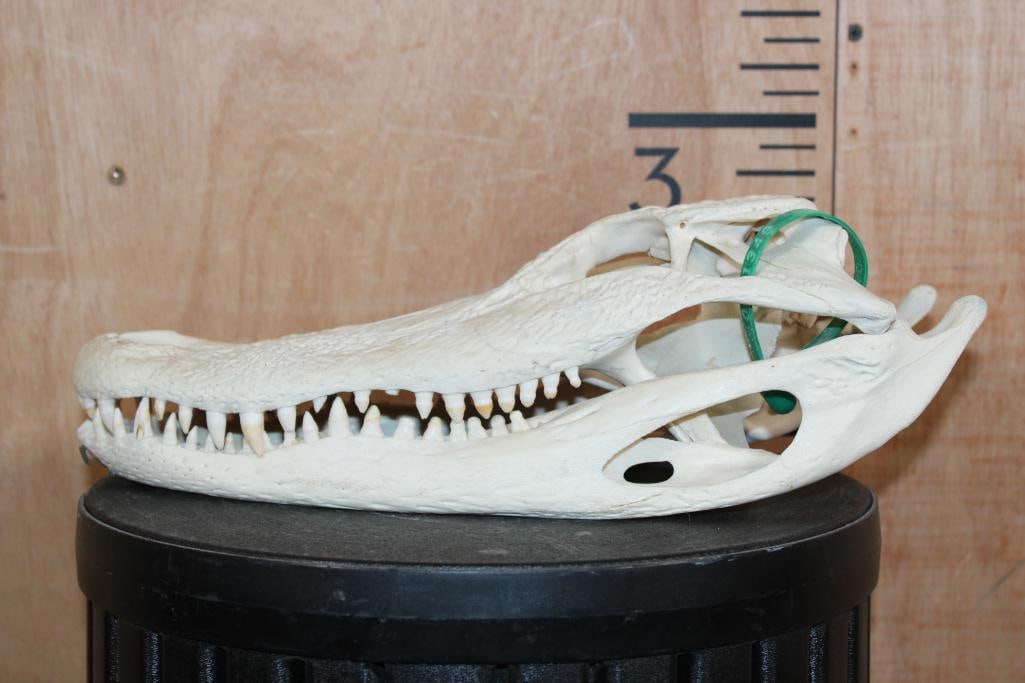 ALLIGATOR Skull with No Glue - 6