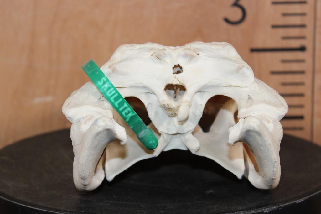 ALLIGATOR Skull with No Glue - 7