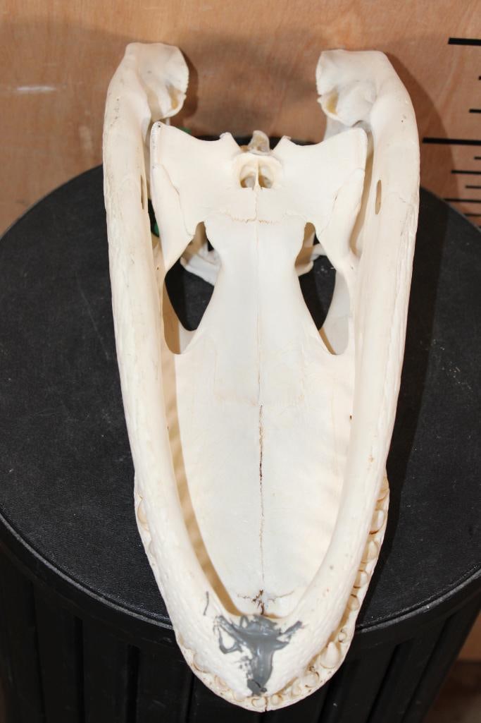 ALLIGATOR Skull with No Glue - 8
