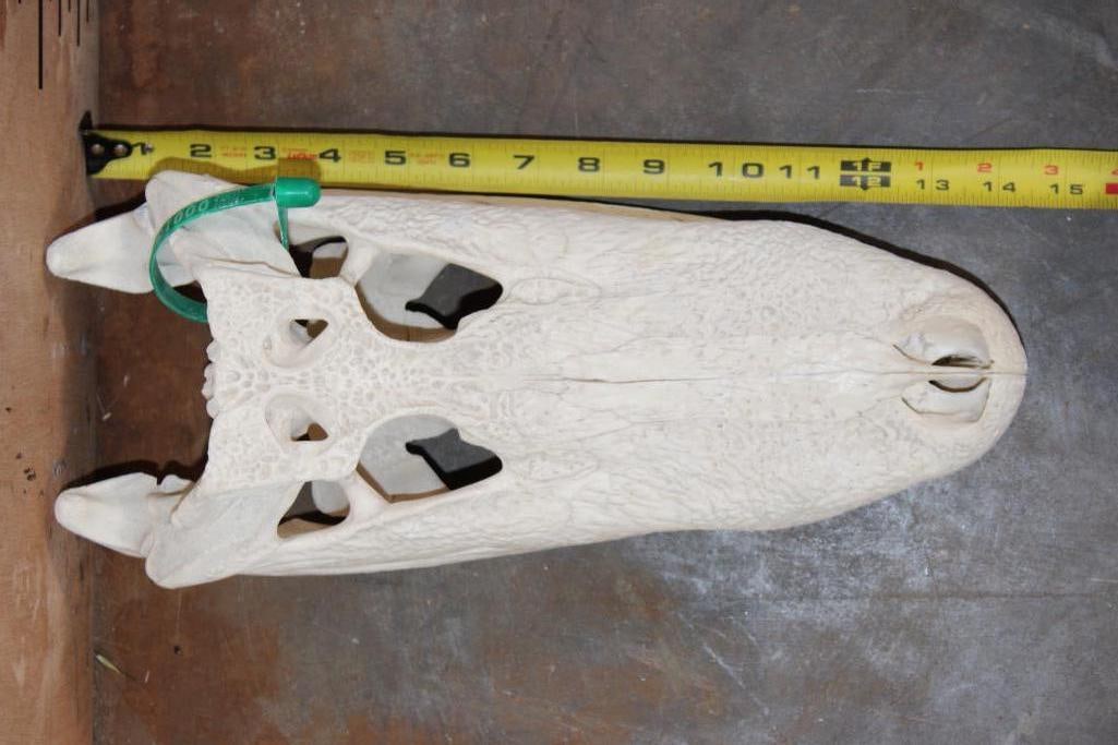ALLIGATOR Skull with No Glue - 9