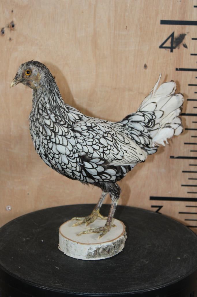 SILVER SEBRIGHT BANTAM CHICKEN Mounted on Wood Slice Base: Life-sized SILVER SEBRIGHT BANTAM CHICKEN mounted on Wood Slice Base. It measures 11.5" Long x 5" Wide x 11" Tall. This is a Newer Mount in Good Condition. Silver Sebrights are native to
