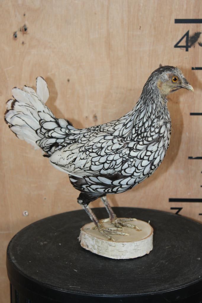 SILVER SEBRIGHT BANTAM CHICKEN Mounted on Wood Slice Base - 2