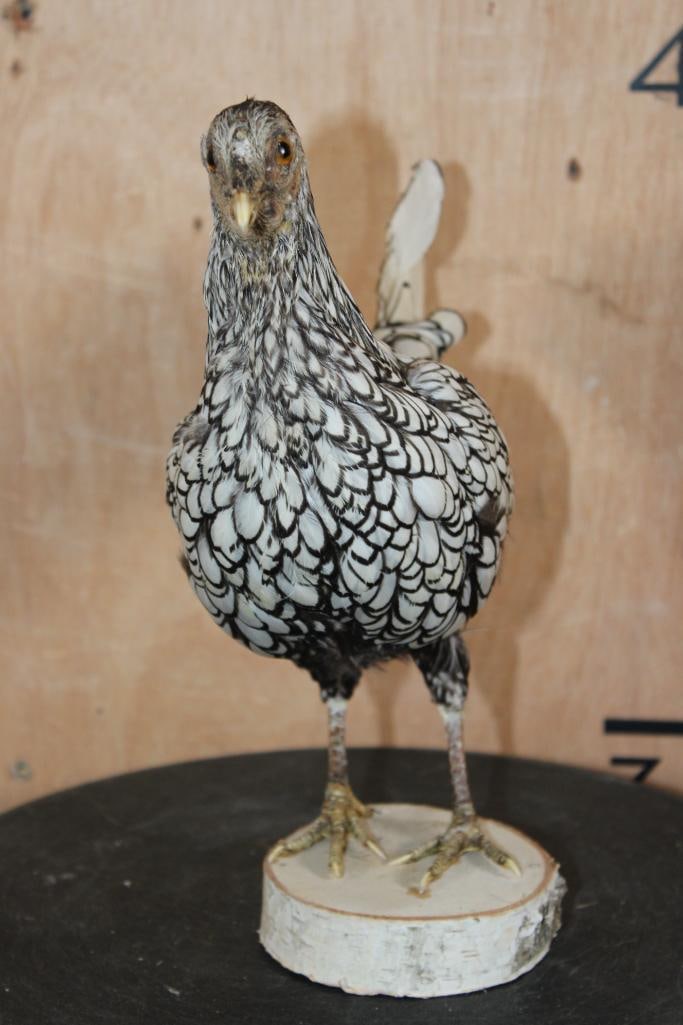 SILVER SEBRIGHT BANTAM CHICKEN Mounted on Wood Slice Base - 3