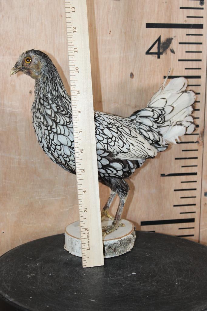 SILVER SEBRIGHT BANTAM CHICKEN Mounted on Wood Slice Base - 6