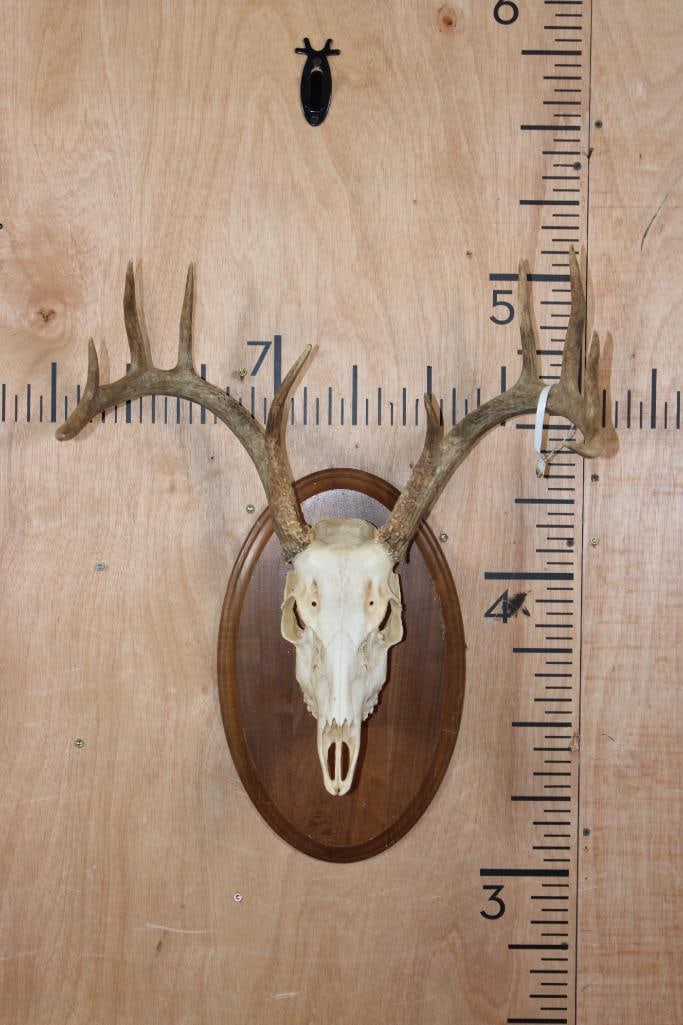 10-Point WHITETAIL DEER Skull on a Wooden Plaque: Nice 10-Point WHITETAIL DEER Skull on a Wooden Plaque. It has All its Teeth and a 19.25" Spread. TAXIDERMY 