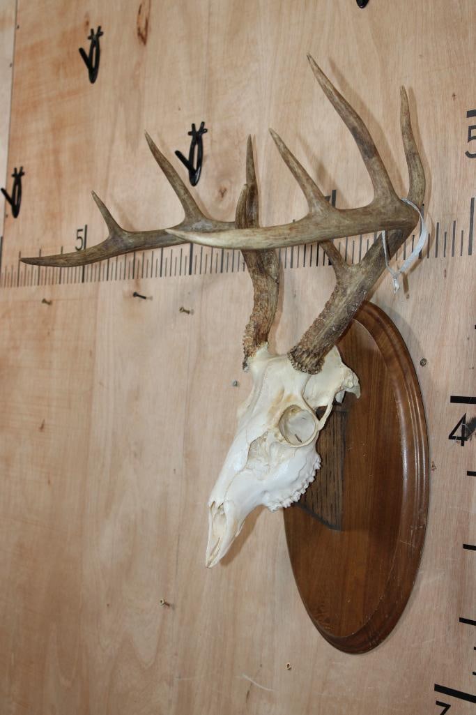 10-Point WHITETAIL DEER Skull on a Wooden Plaque - 2