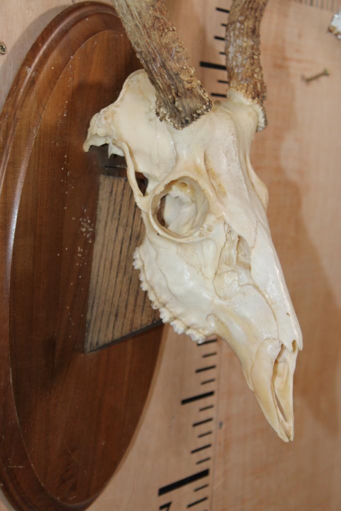 10-Point WHITETAIL DEER Skull on a Wooden Plaque - 4