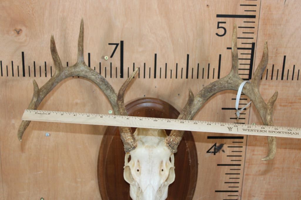 10-Point WHITETAIL DEER Skull on a Wooden Plaque - 6