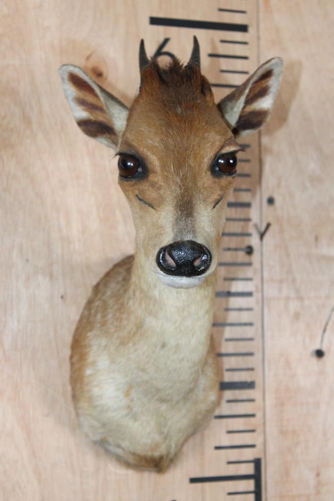 Little RED DUIKER Shoulder Mount: Nice Little RED DUIKER Shoulder Mount in Good Condition. The Left Horn measures 2.75" Long and the Right Horn measures 4.25" Long. TAXIDERMY 