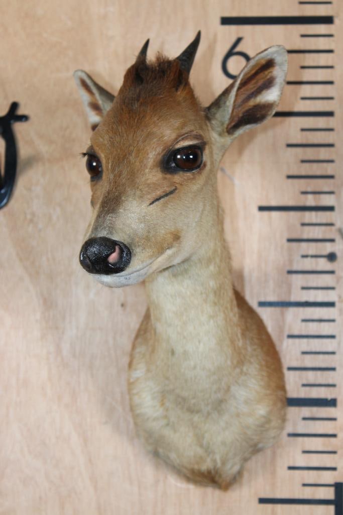 Little RED DUIKER Shoulder Mount - 2